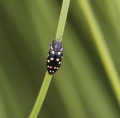 Diphucrania duodecimmaculata