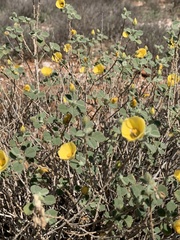 Abutilon halophilum