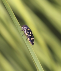 Diphucrania duodecimmaculata