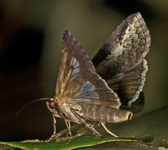 Lophoptera vittigera
