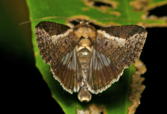 Lophoptera vittigera