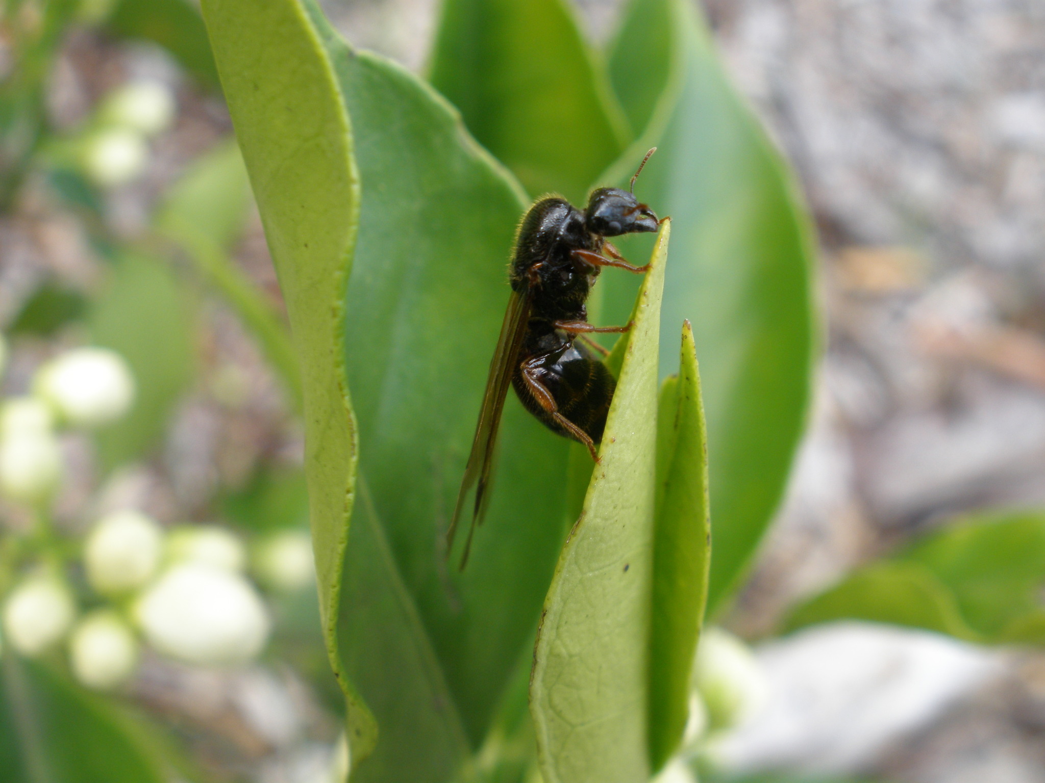 Pheidole antipodum