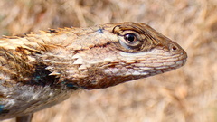 Sceloporus olivaceus