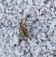 Rhagio atlanticus