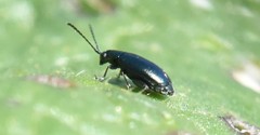 Phyllotreta nigripes