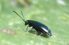 Phyllotreta nigripes