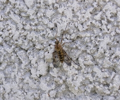 Rhagio atlanticus