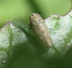 Euscelis