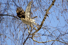 Accipiter nisus