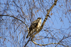 Accipiter nisus