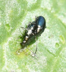 Phyllotreta nigripes