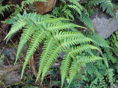 Pseudophegopteris subaurita
