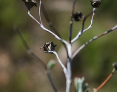 Lampranthus elegans
