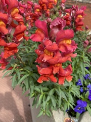 Antirrhinum majus