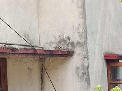 Passer domesticus