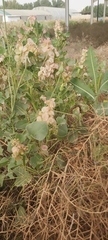 Rumex vesicarius