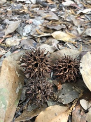 Liquidambar styraciflua image