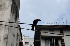 Corvus splendens