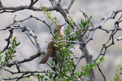 Tarphonomus certhioides