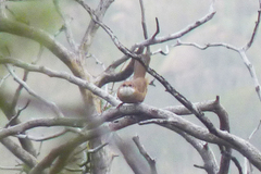 Tarphonomus certhioides