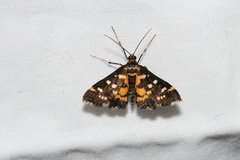 Diathrausta ochreipennis