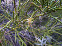 Prosopidastrum globosum