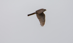 Accipiter nisus
