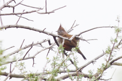 Rhinocrypta lanceolata