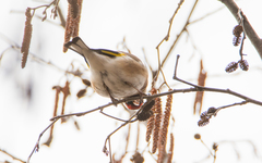 Carduelis carduelis