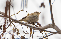 Phylloscopus collybita