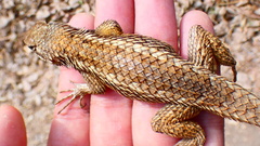 Sceloporus olivaceus