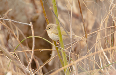 Phylloscopus collybita