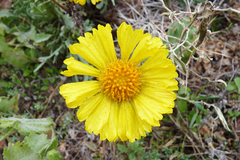 Gaillardia cabrerae