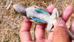 Sceloporus olivaceus