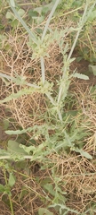 Launaea mucronata