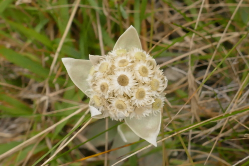 Helichrysum arnicoides image