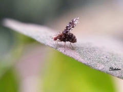 Homoneura trypetoptera
