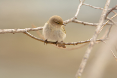 Phylloscopus collybita