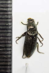 Cidnopus aeruginosus