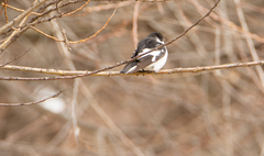 Ficedula semitorquata