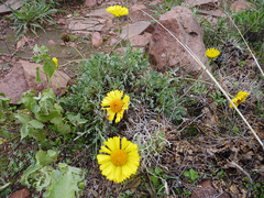 Gaillardia cabrerae