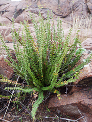 Cheilanthes micropteris