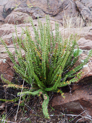 Cheilanthes micropteris
