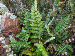 Cheilanthes buchtienii