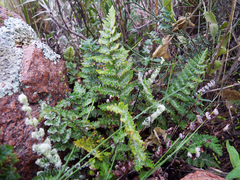 Cheilanthes buchtienii