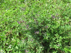 Astragalus suffruticosus