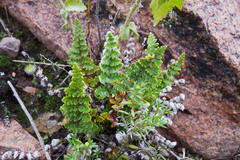 Cheilanthes buchtienii