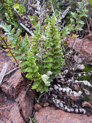 Cheilanthes buchtienii