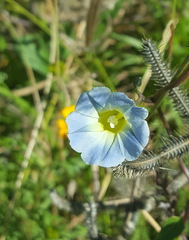 Ipomoea cardiophylla