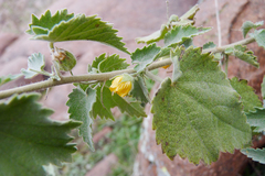 Pseudabutilon virgatum
